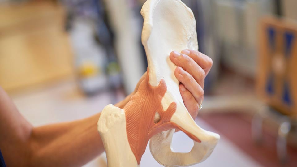Dance Medicine Specialist Holds Model of Bone
