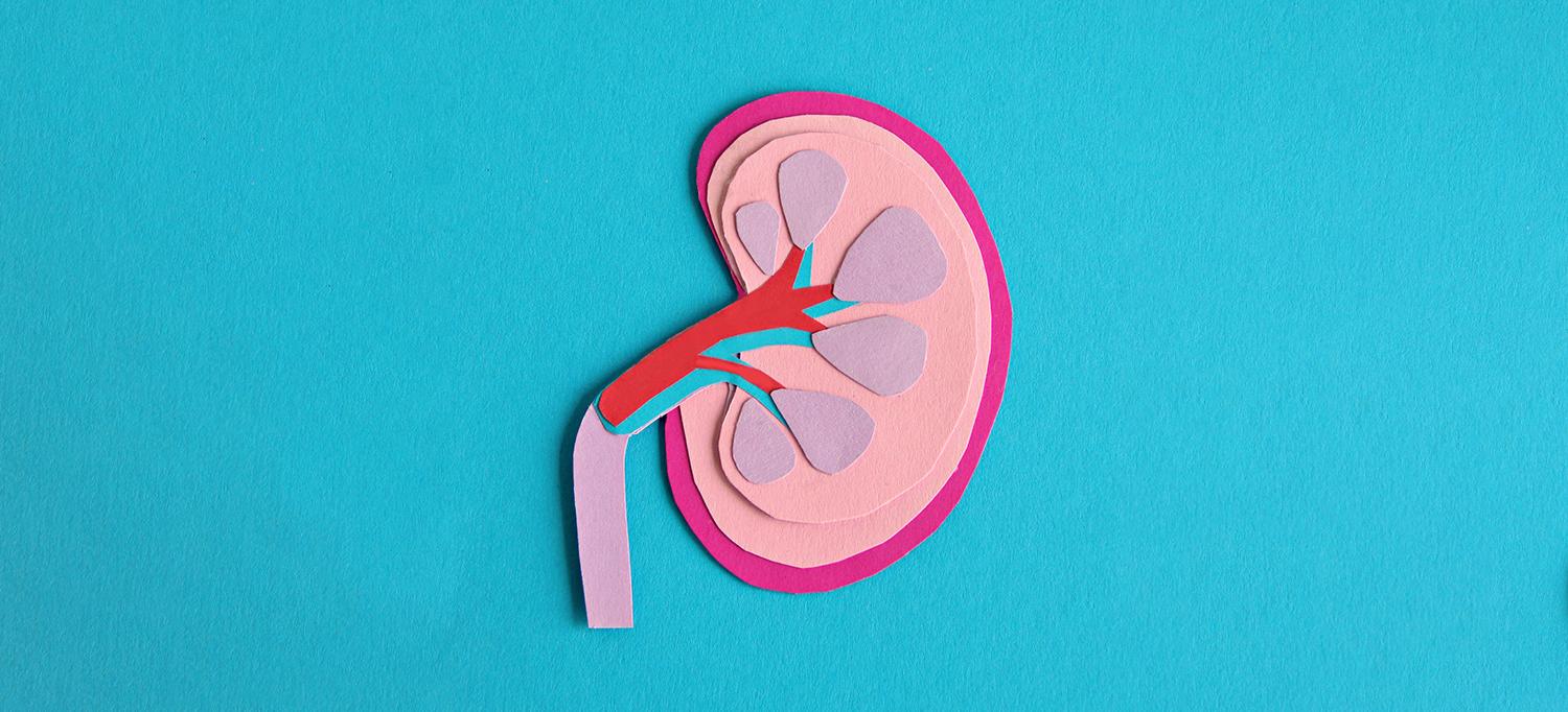 Paper Model of the Kidney and Ureter