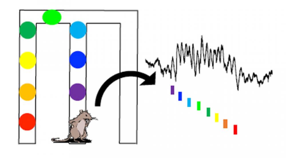 Illustration of Brain Signals in Rats