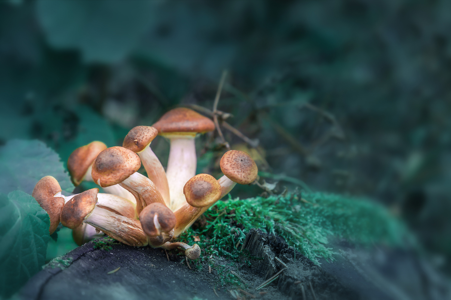 magic mushrooms effects on brain