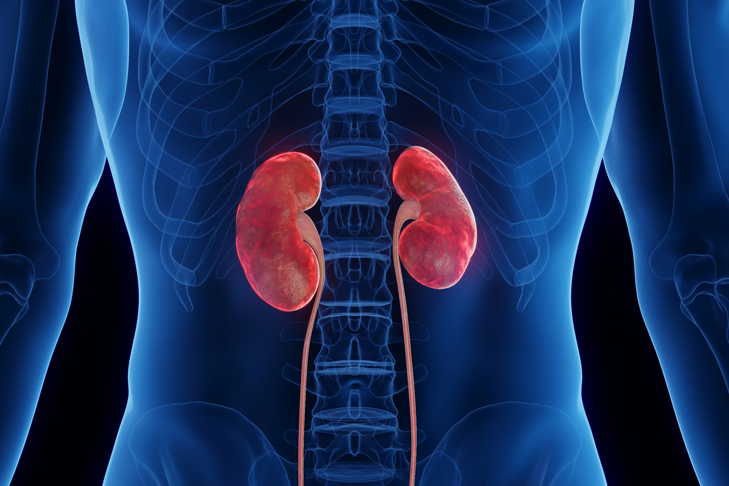 Raised Levels of Gut Bacterial Wall Toxin Shown to Trigger Lupus Nephritis