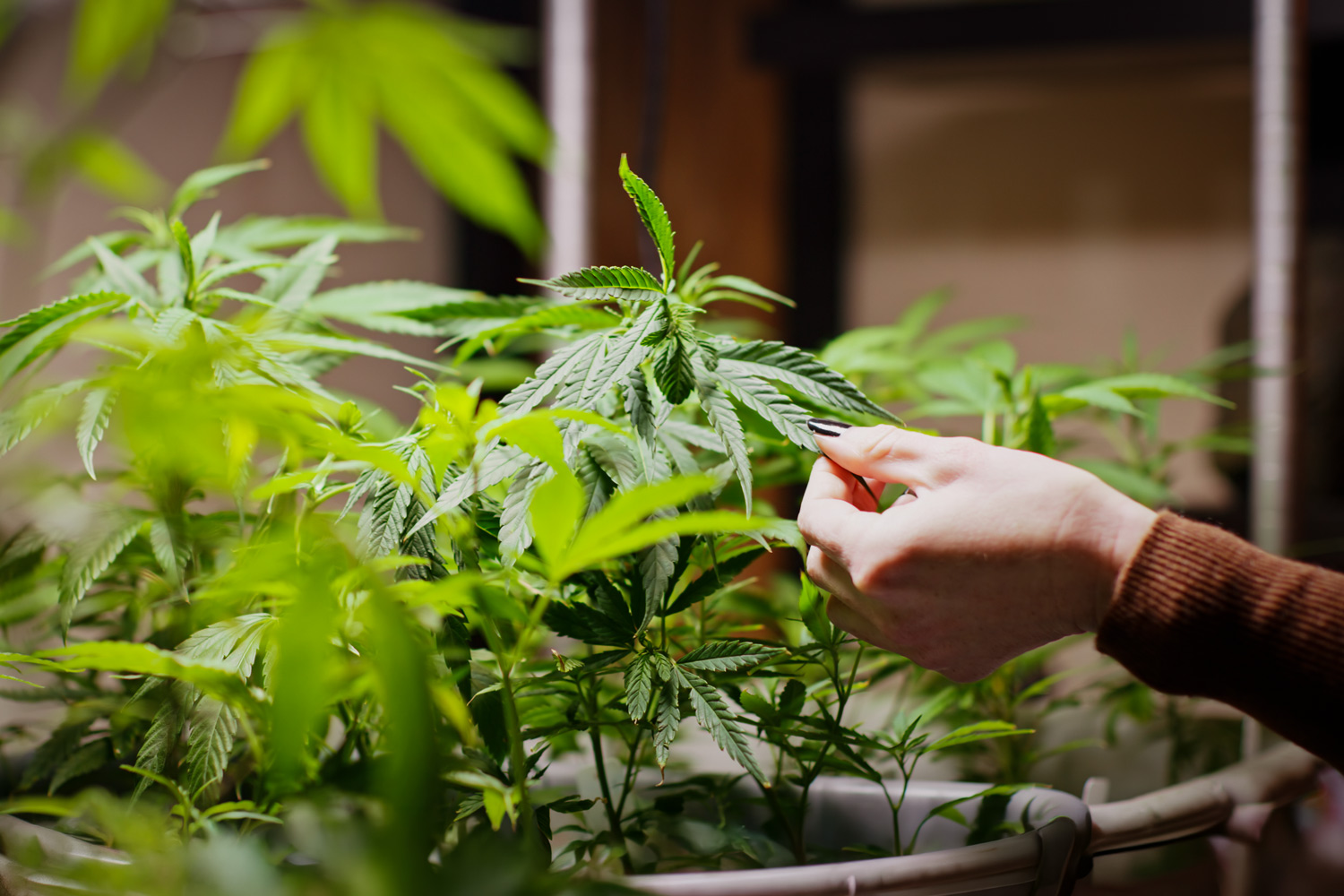 How People Consume Cannabis May Signal Risk for Heavy Use and Addiction