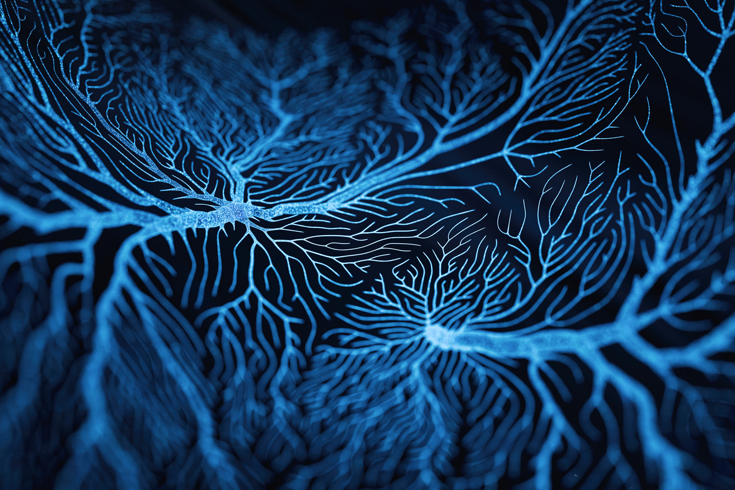Fruit Fly Study Reveals Mechanics of Working Memory