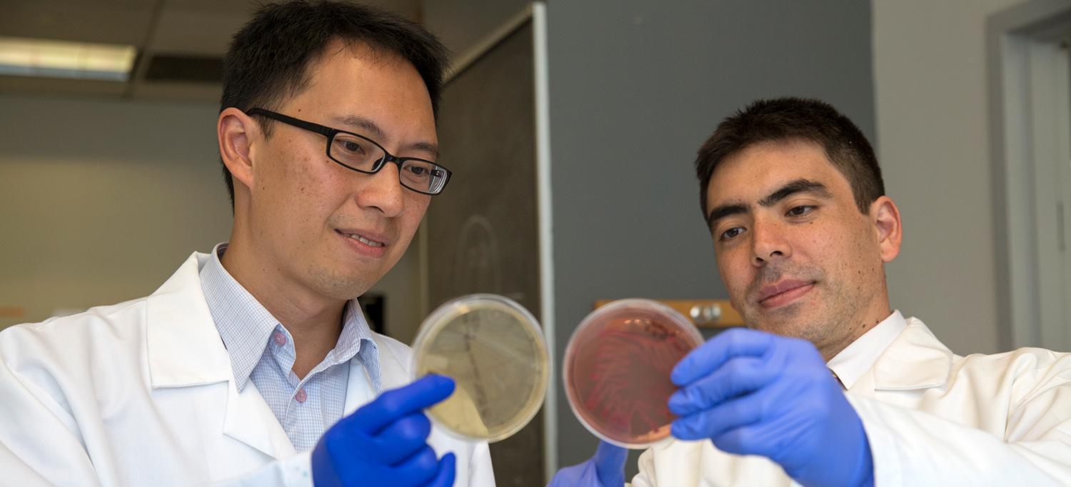 Dr. P’ng Loke and Dr. Ken Cadwell Examine Bacterial Plates