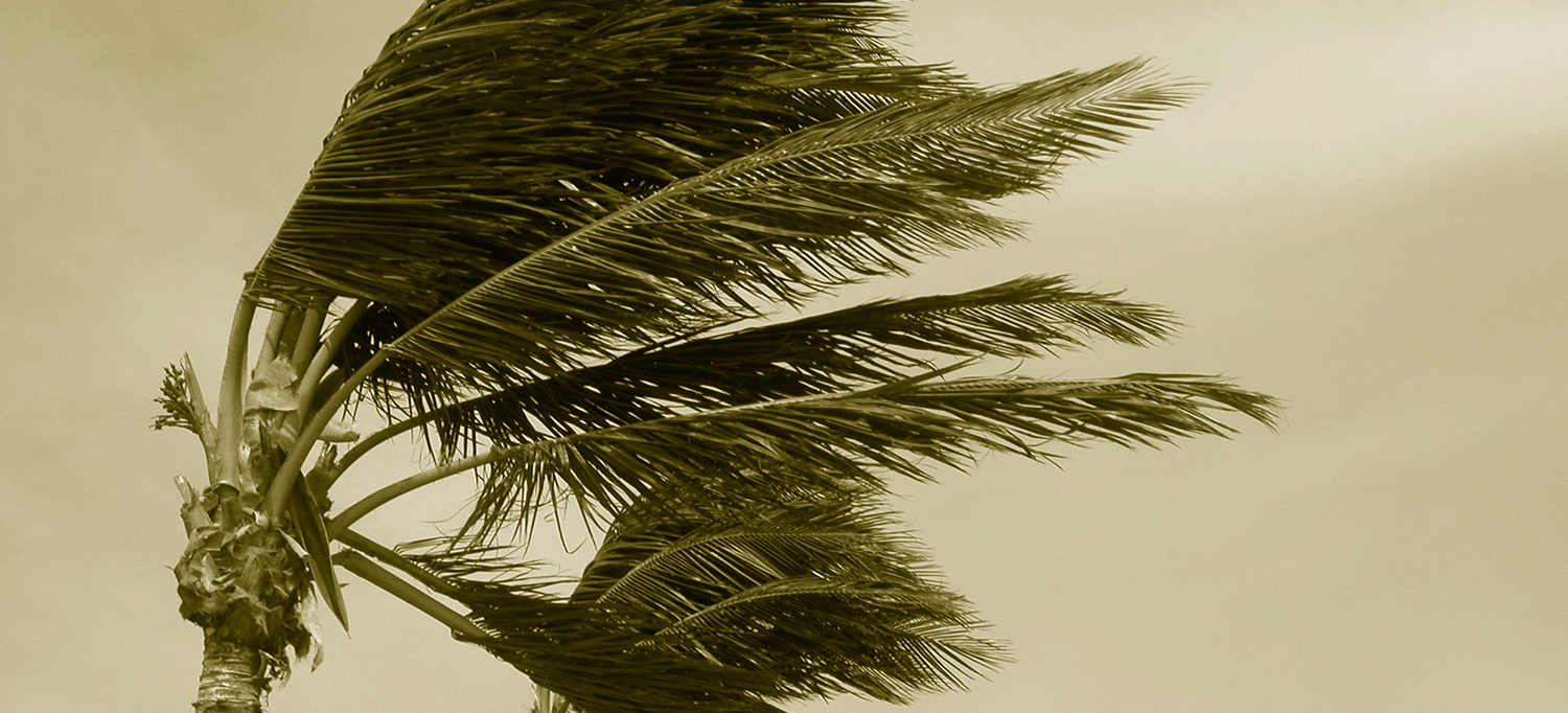 Palm Tree Blows Amid Hurricane Force Winds