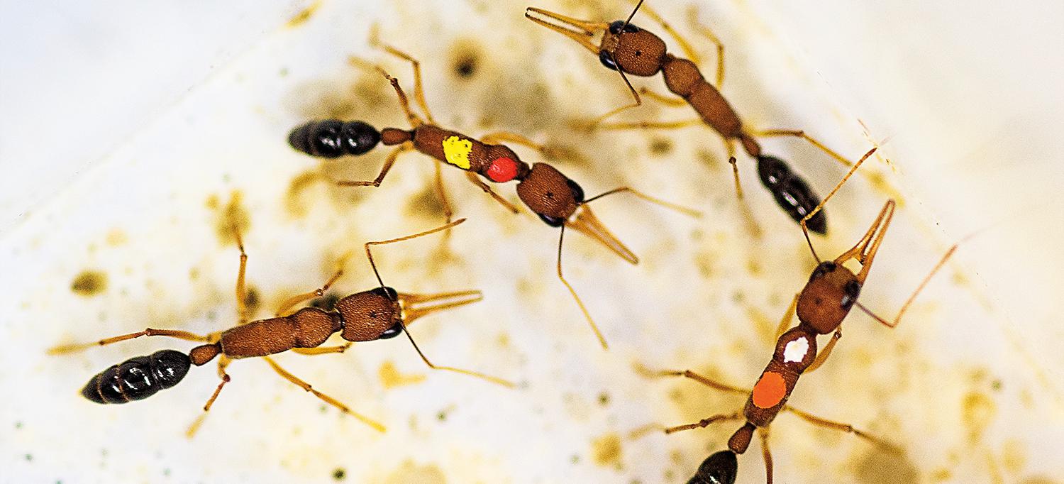 Ants in a Petri Dish