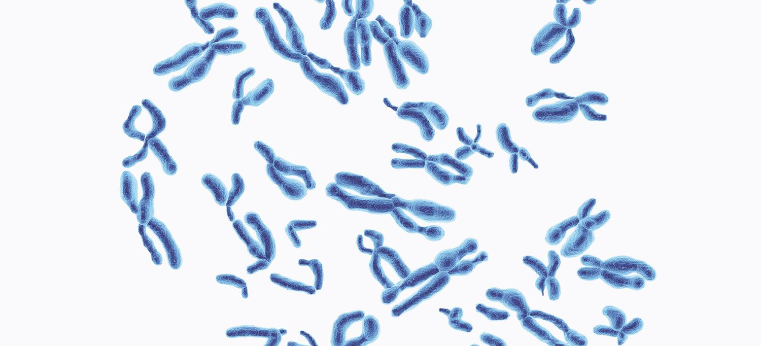 Yeast Chromosomes