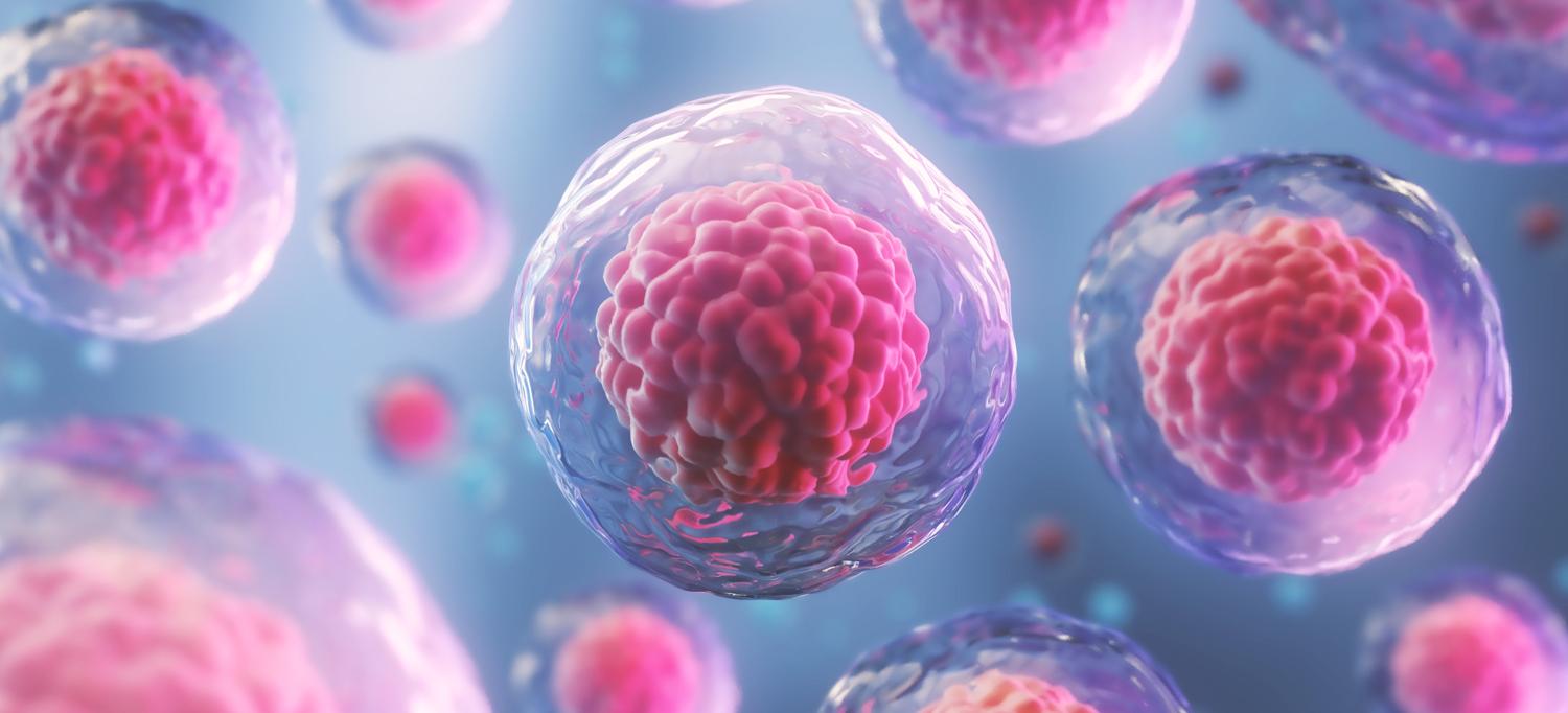 Three-Dimensional Rendering of Human Cells