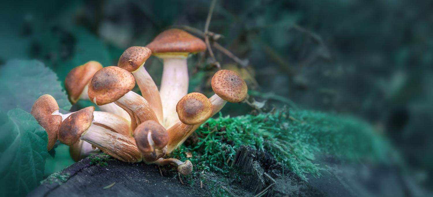 Mushrooms Growing on Log