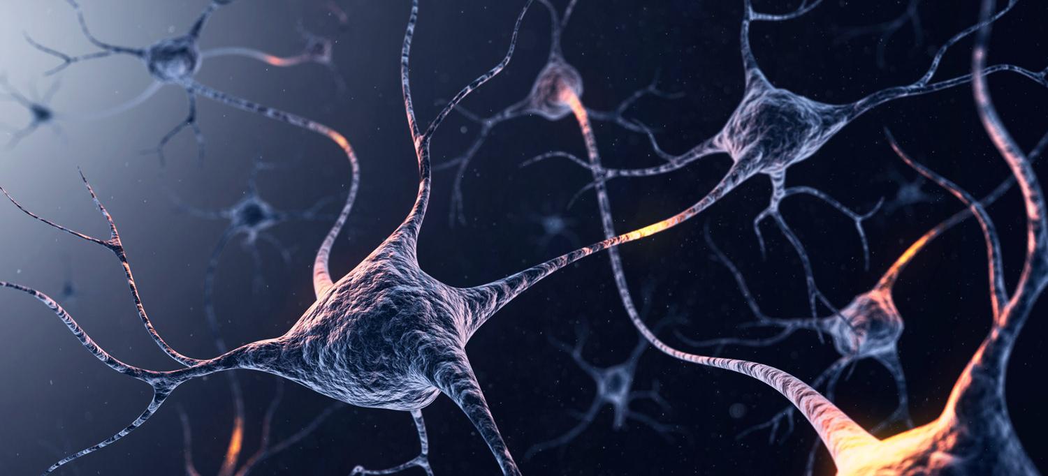 System of Neurons Connecting in the Brain
