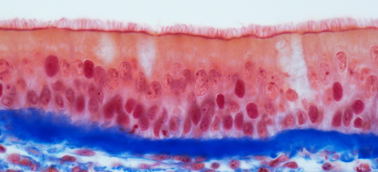 Light Micrograph of a Vertical Section through the Pseudostratified Columnar Epithelium from the Trachea