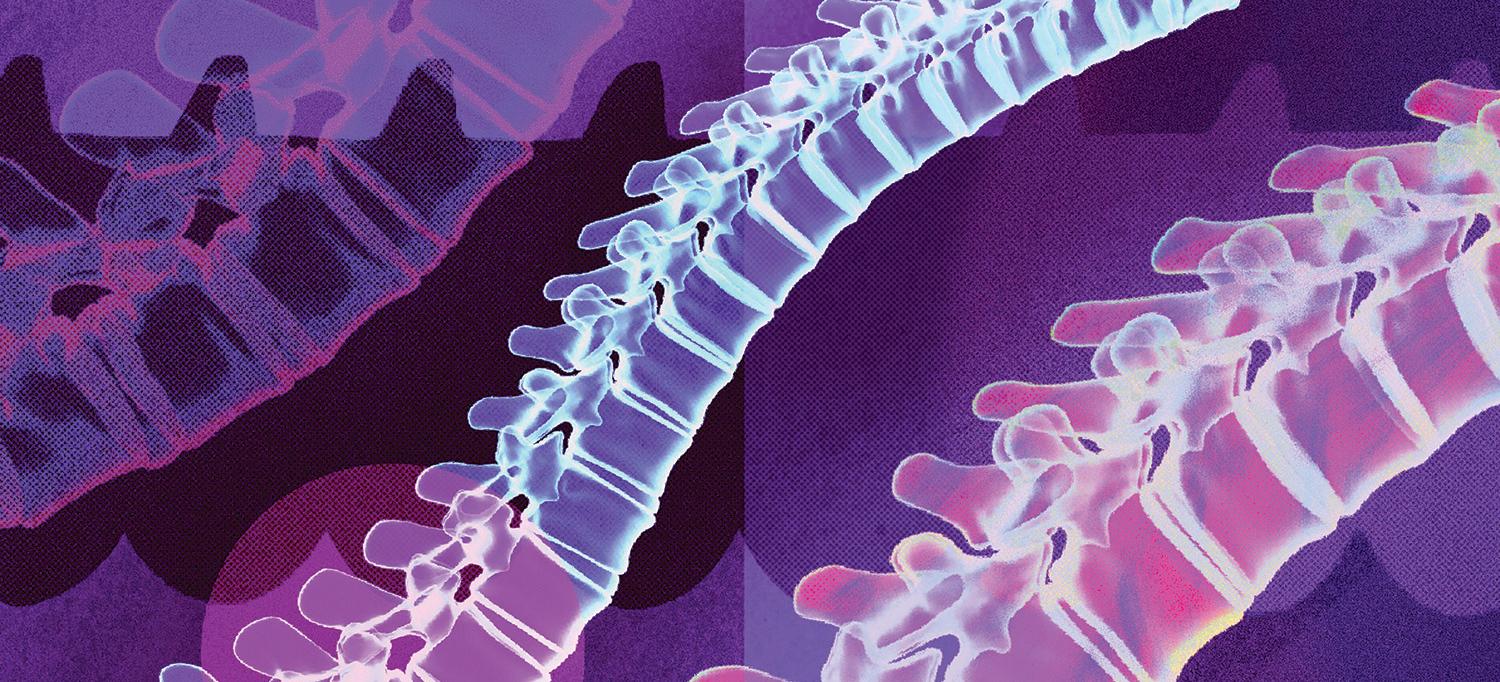Illustration of the Spine