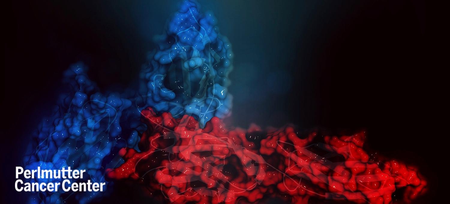 Three-Dimensional Rendering of Immune Checkpoint Complex