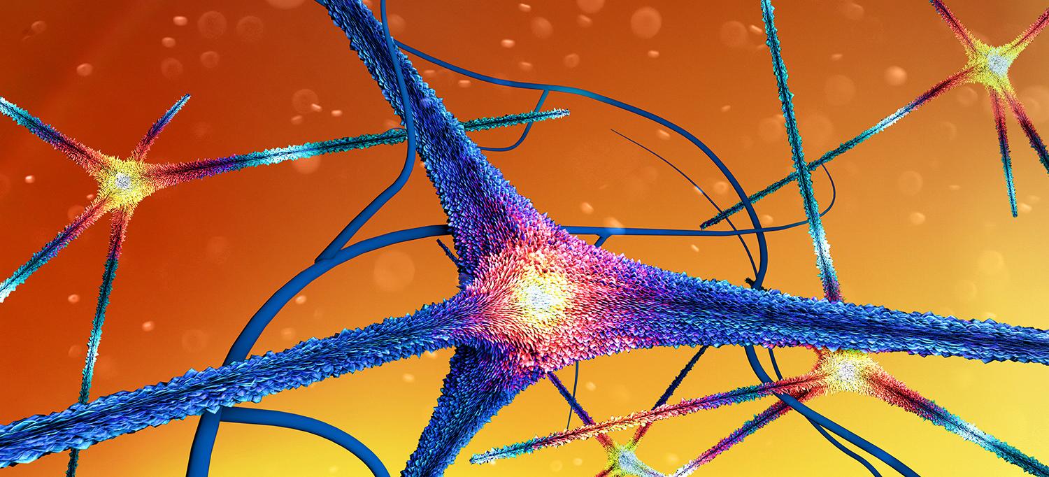 Microscopic View of the Synapses