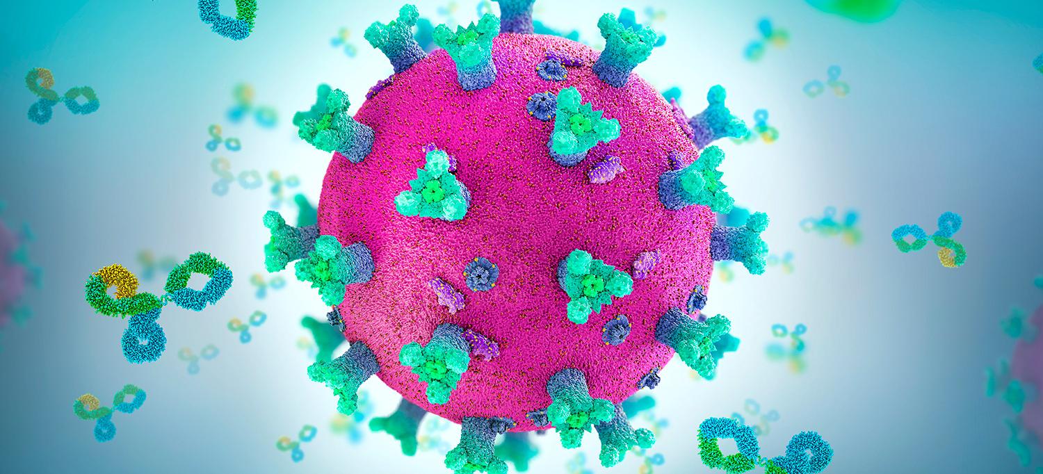 Antibody Proteins Attacking Coronavirus