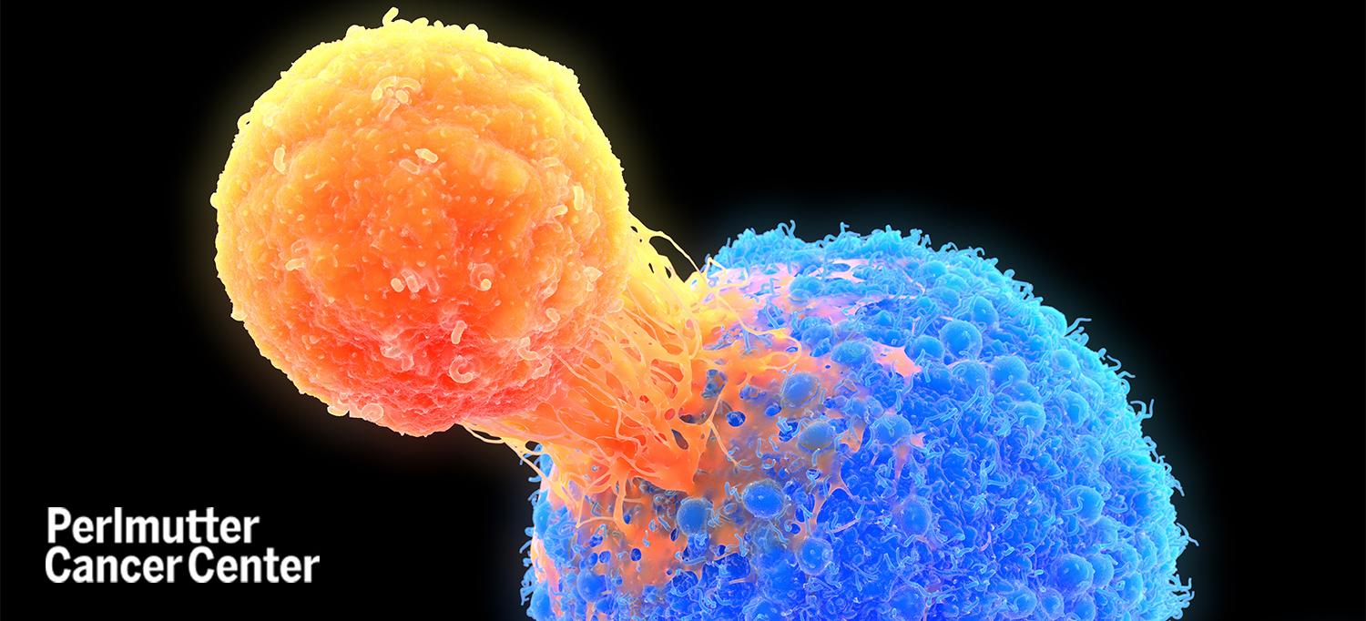 T-cell Attaching to Cancer Cell