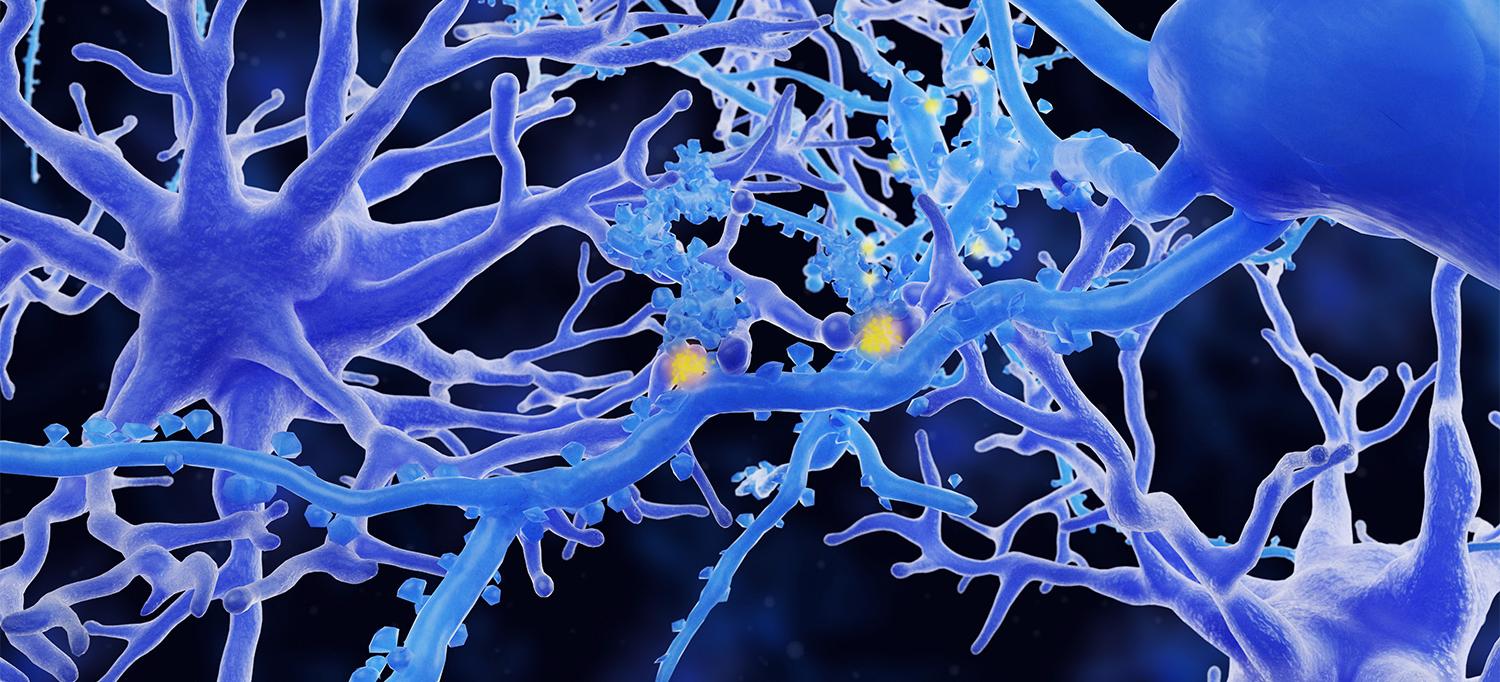 Protoplasmic Astrocytes in the Brain's Grey Matter