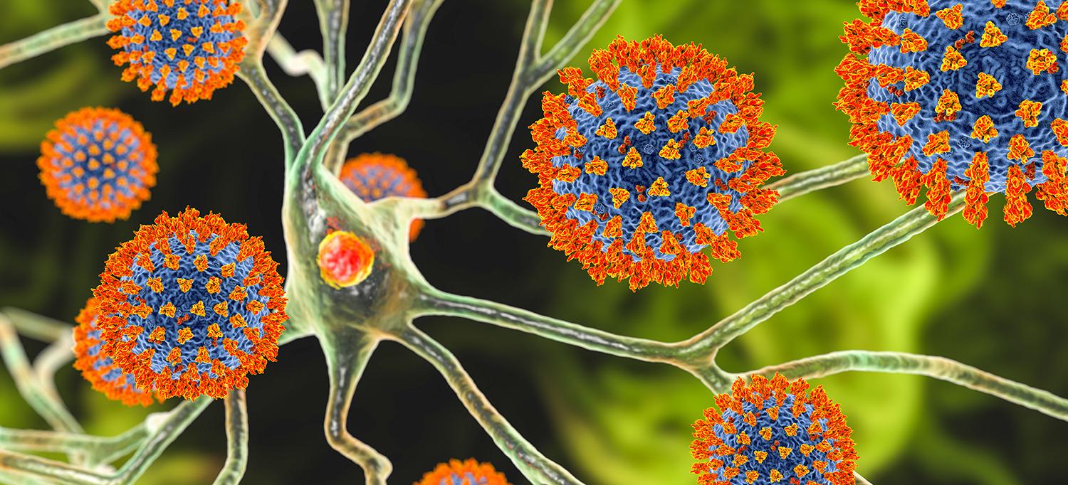 Coronavirus and Neurons