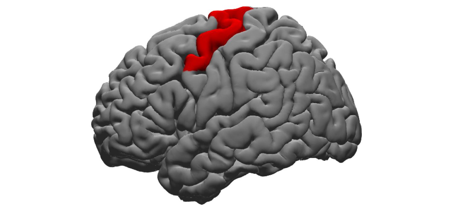The Dorsal Precentral Gyrus Region of the Brain