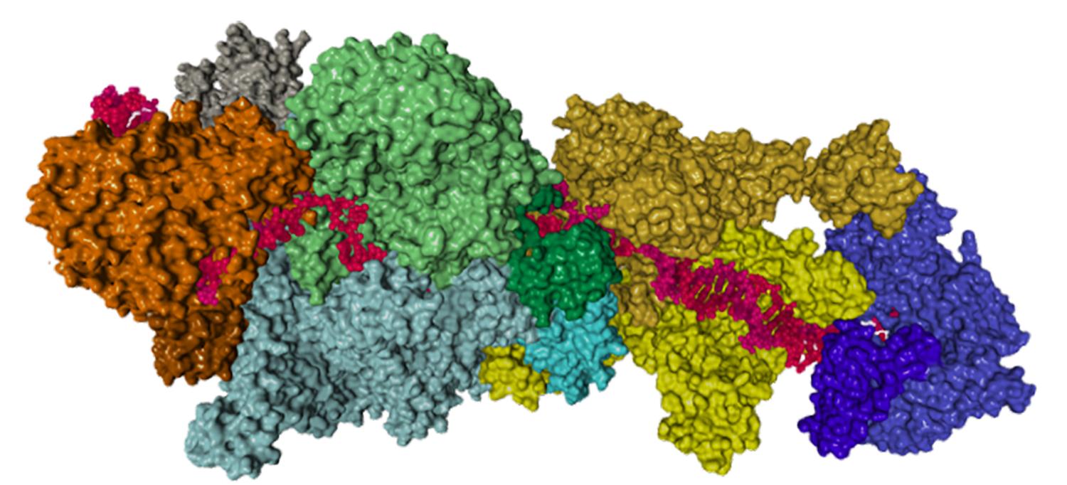 Proteins Involved in DNA Repair
