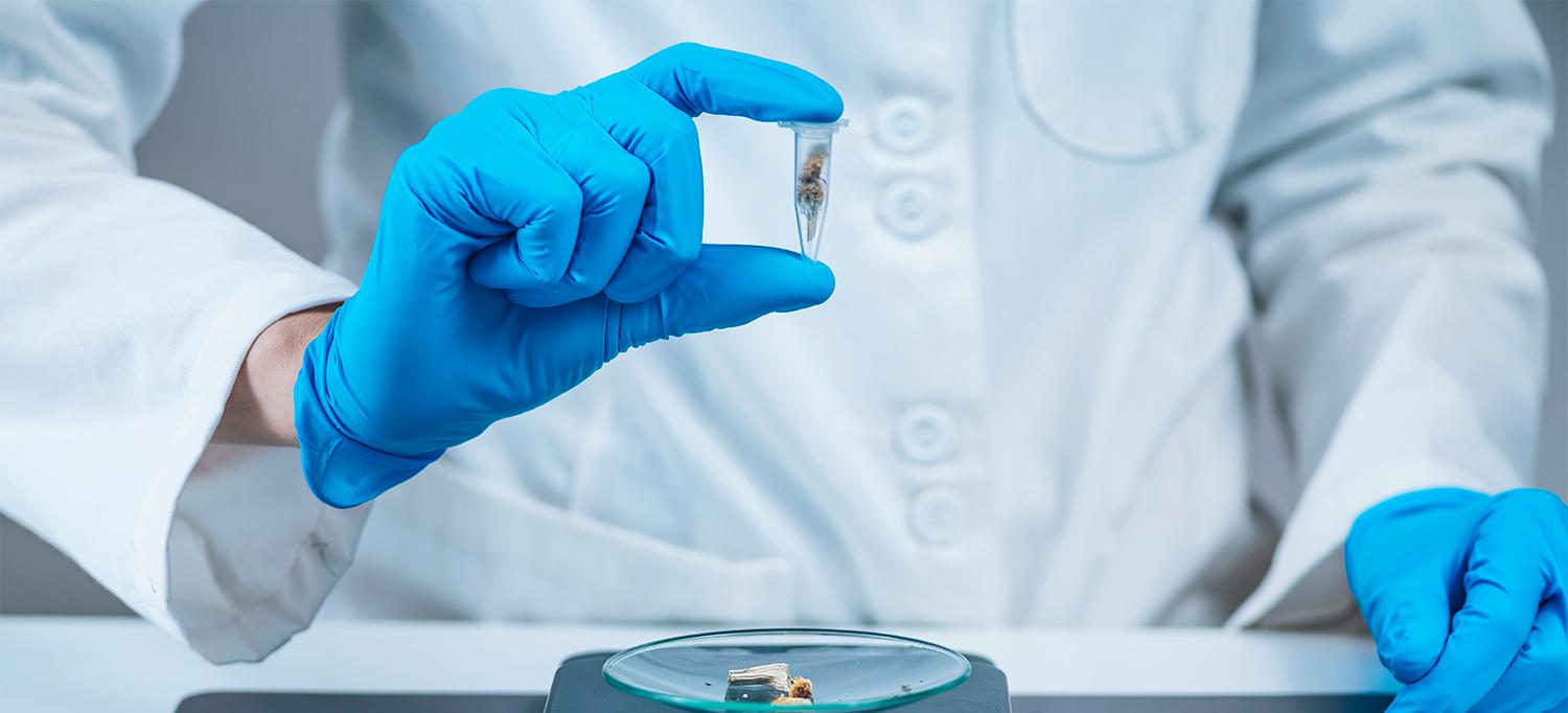 Laboratory Technician Holds Micro Dose of Psilocybin