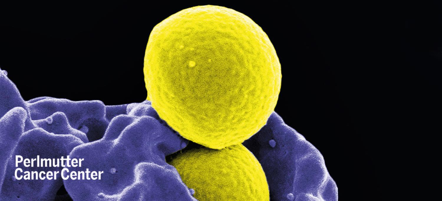 Staphylococcus Aureus Bacteria Spheres