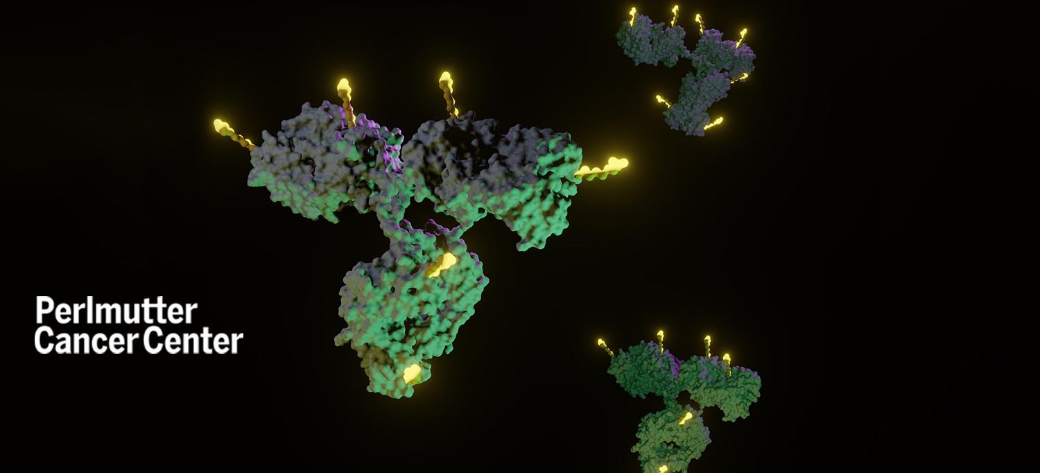 Model of Isolated Antibody–Drug Conjugates