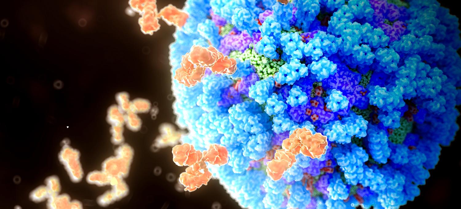 Illustration of human antibodies neutralizing an influenza virus particle