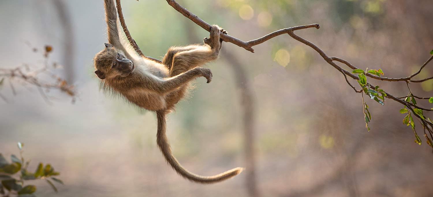 Primate with long tail hanging from tree limb