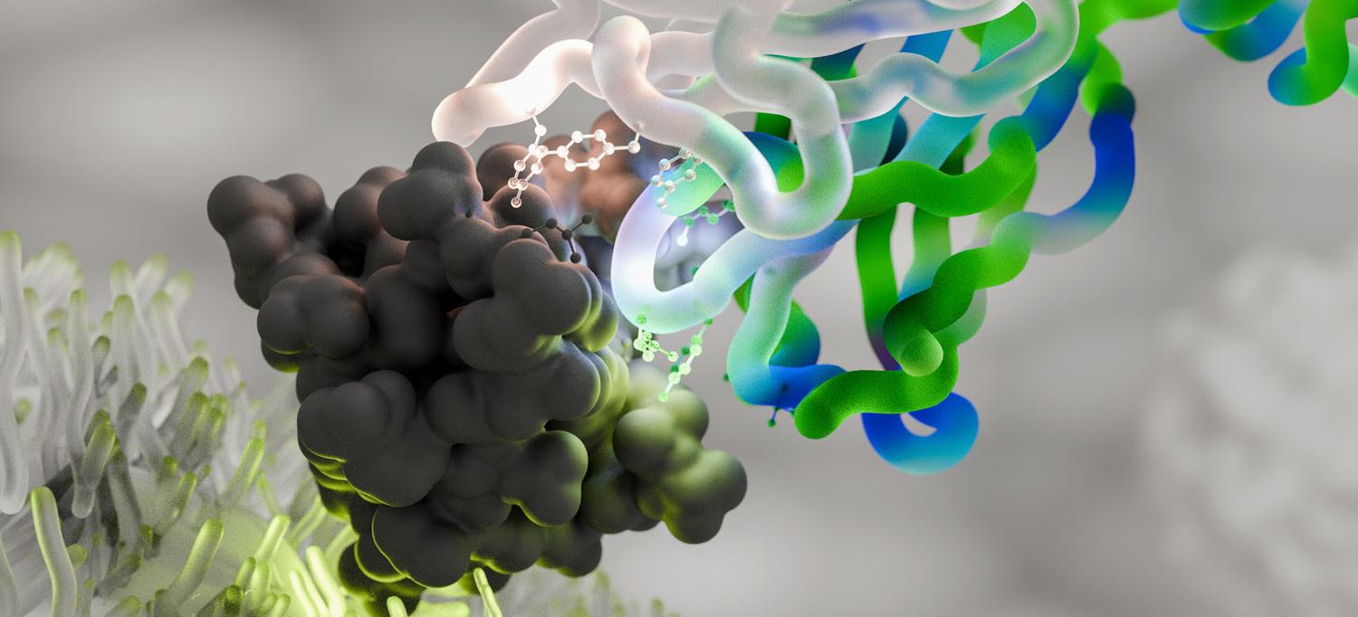 An illustration of pembrolizumab (marketed under the name Keytruda)