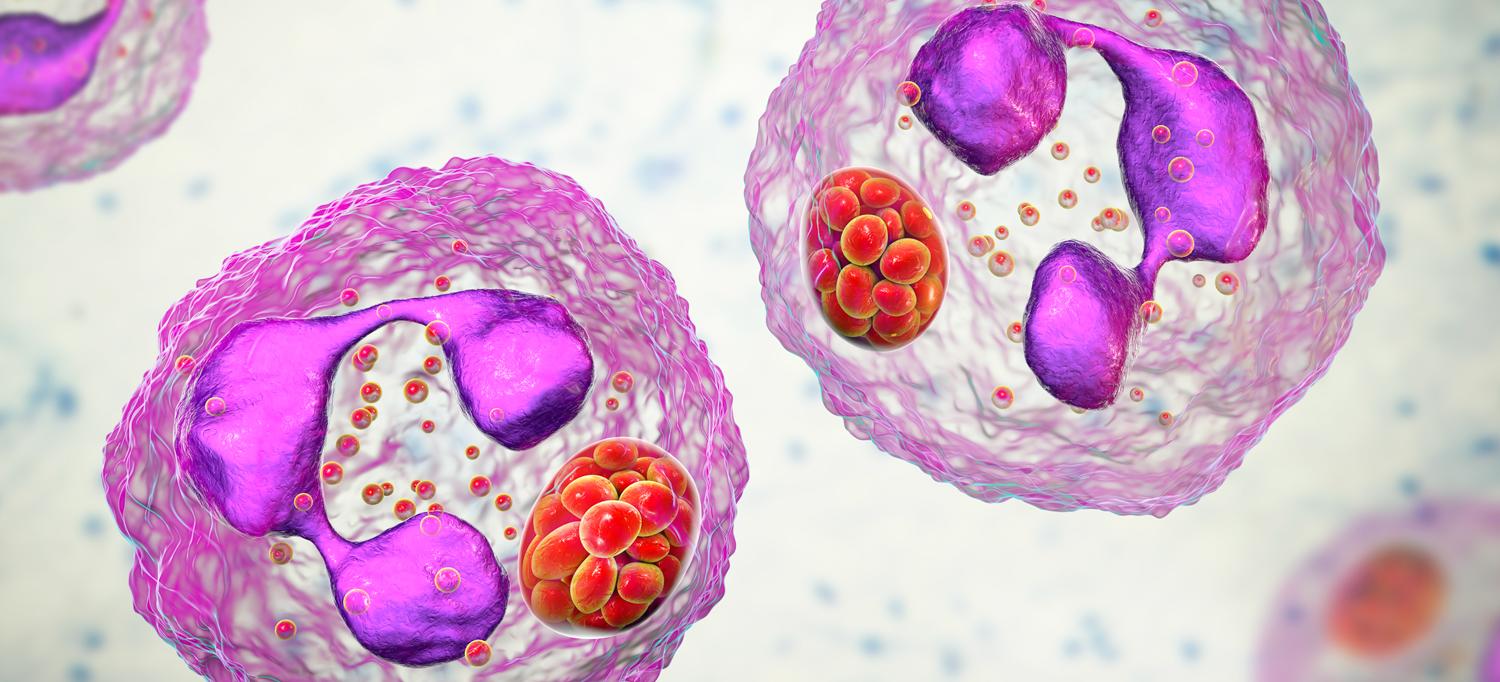 A close-up of neutrophils, a type of white blood cell.