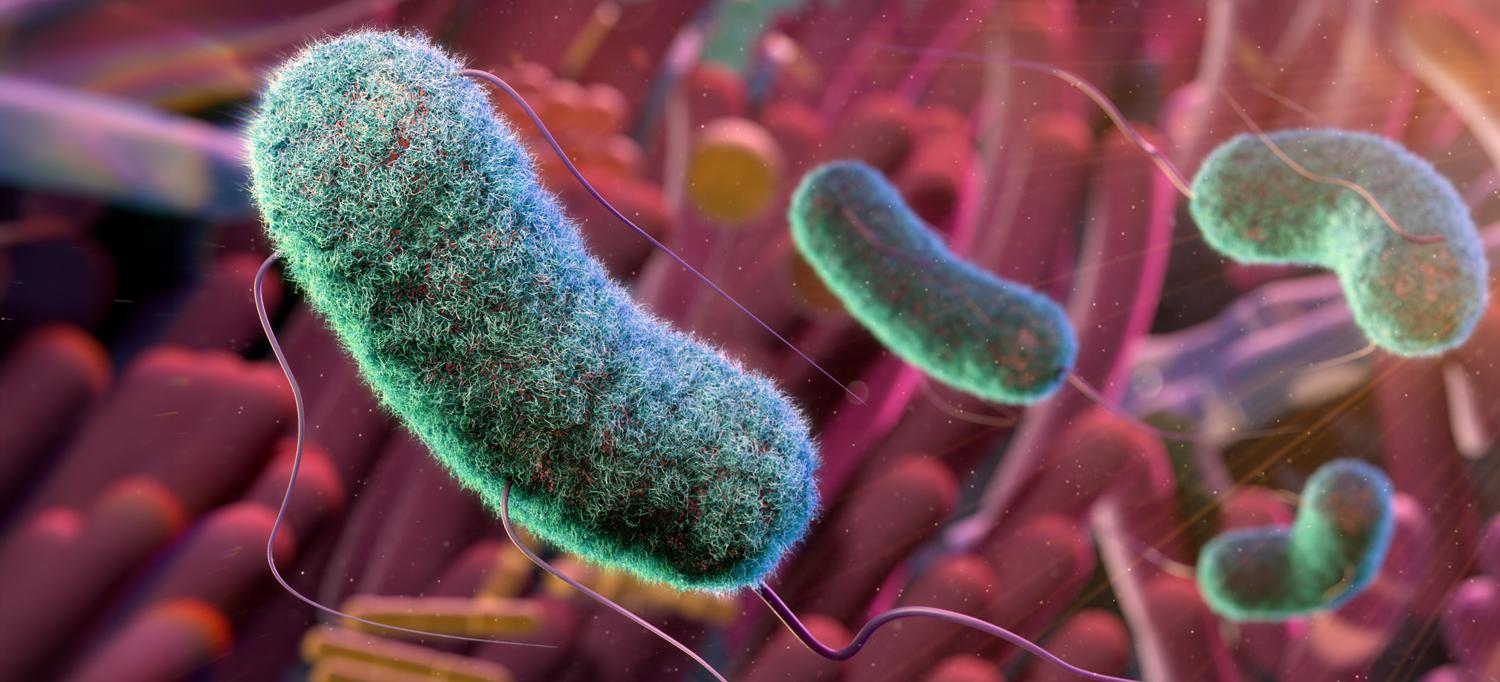Conceptual illustration of the gut microbiome