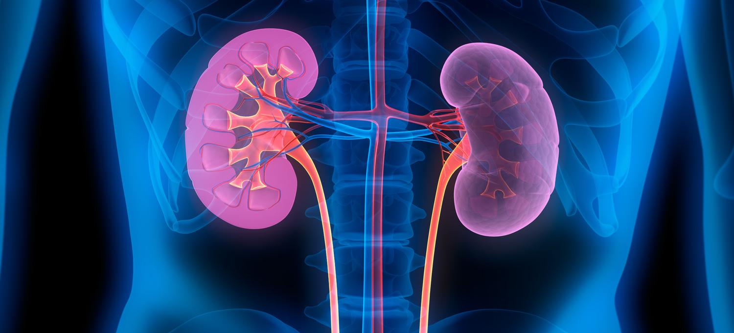 An illustration of human kidneys