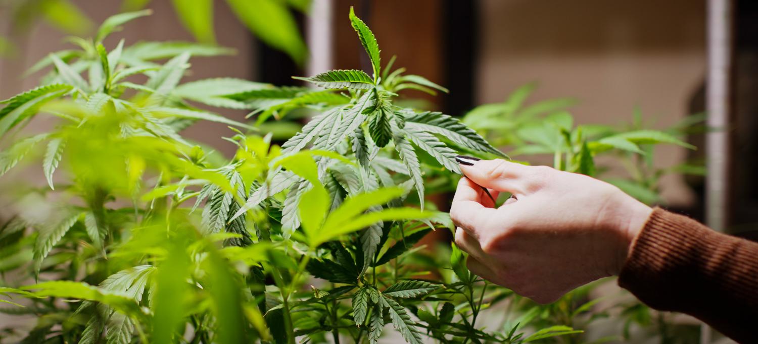 Hand of a woman pinching a leaf of a cannabis plant.