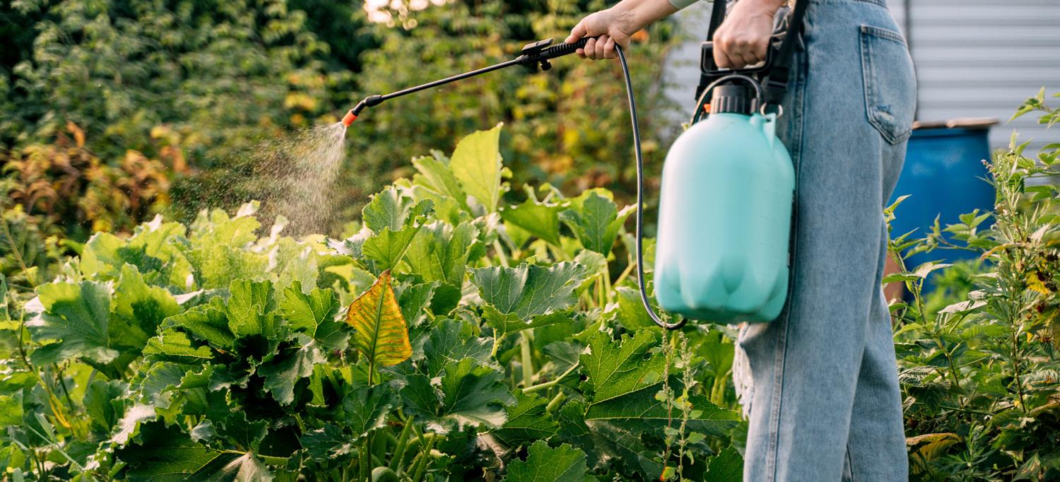 A woman sprays outdoor plants with pesticide.
