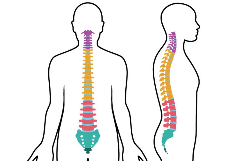 Illustration of human spine regions seen from the back and side