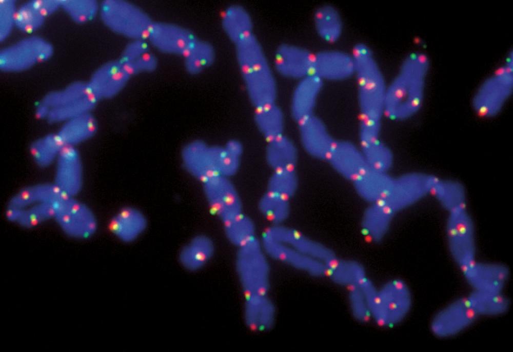 Telomeres of Mouse Chromosome