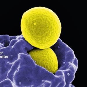 Staphylococcus Aureus Bacteria Spheres