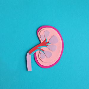Paper Model of the Kidney and Ureter