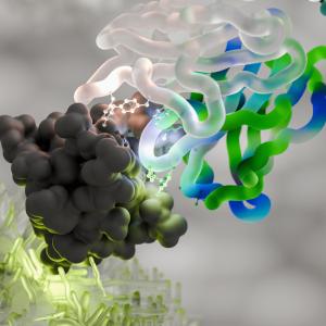 An illustration of pembrolizumab (marketed under the name Keytruda)