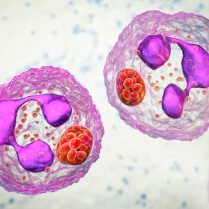 A close-up of neutrophils, a type of white blood cell.